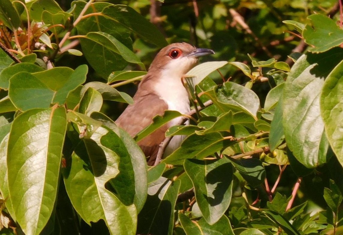 Black-billed Cuckoo - ML437921941