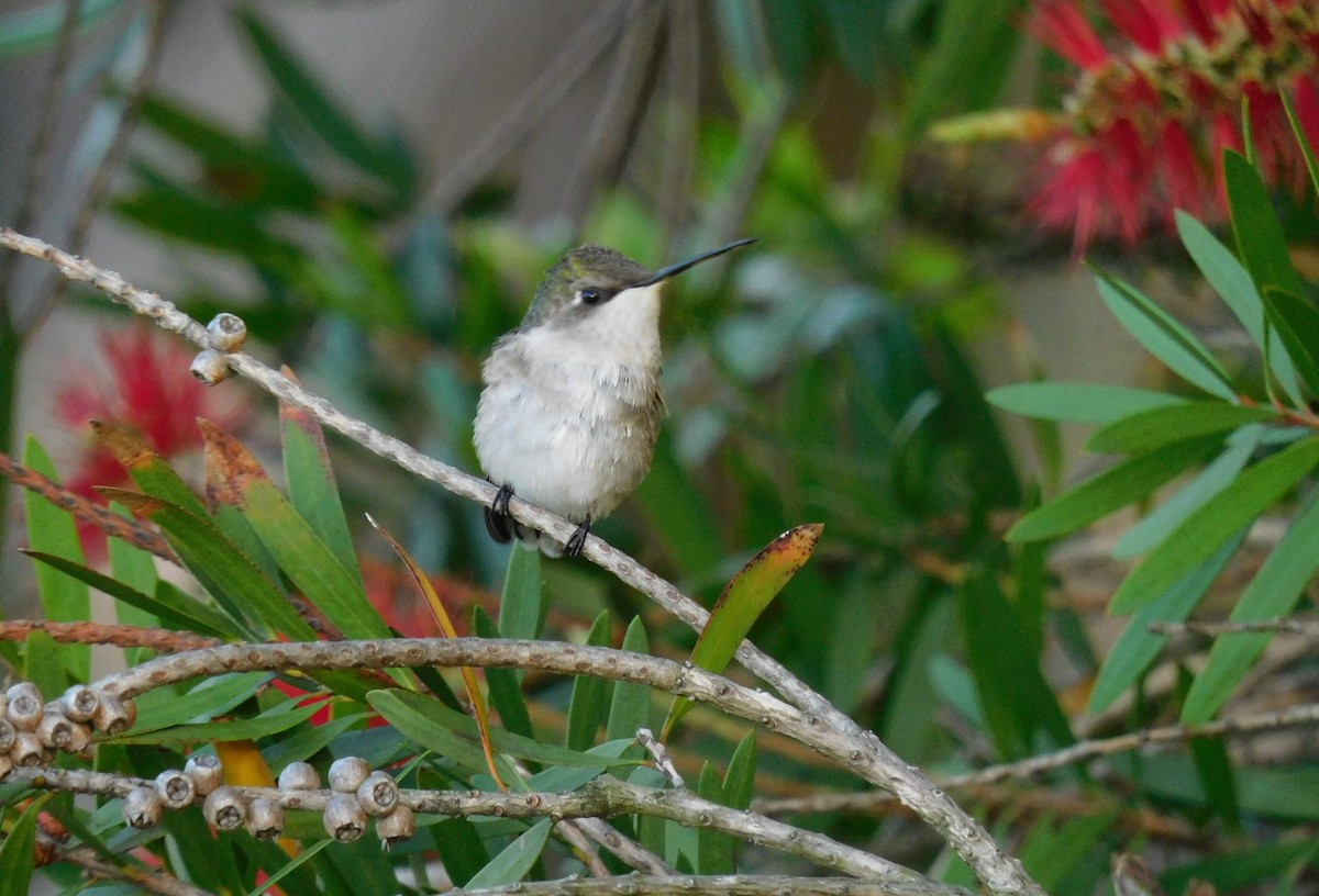 Ruby-throated Hummingbird - ML437922031