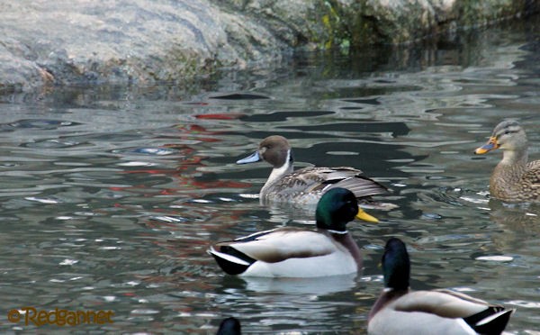 Northern Pintail - ML43792211