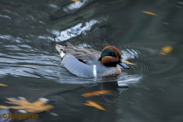 Green-winged Teal - ML43792261