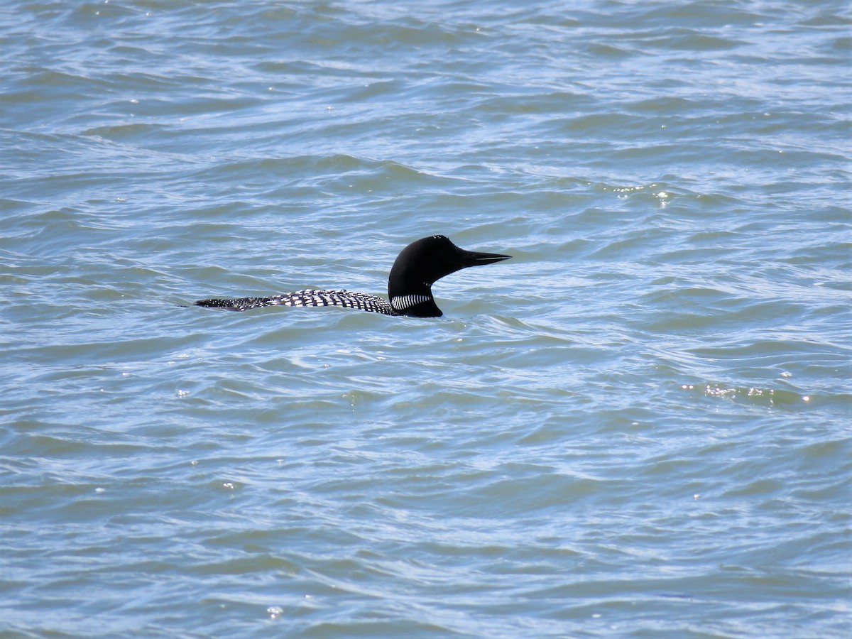 Common Loon - ML437923221