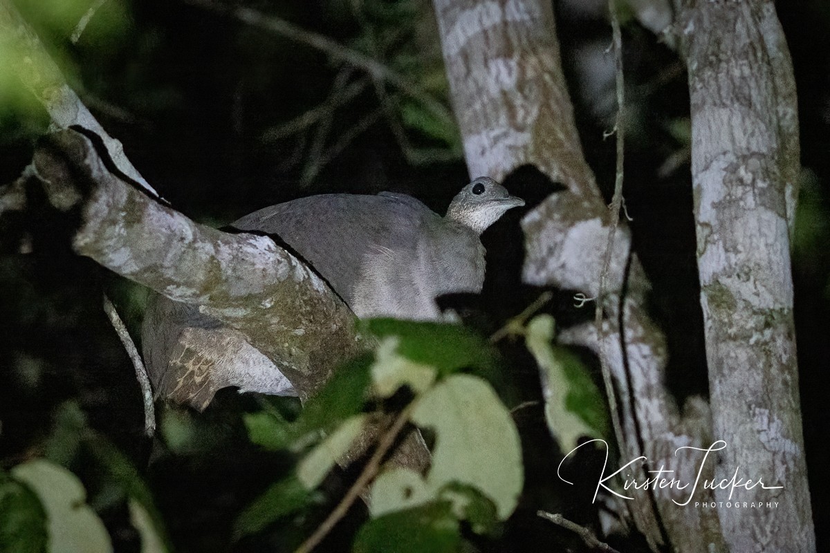 Solitary Tinamou - ML437923701