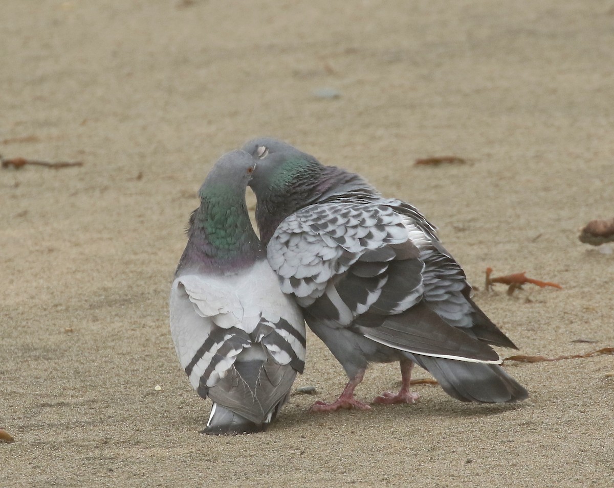 Rock Pigeon (Feral Pigeon) - ML437923811