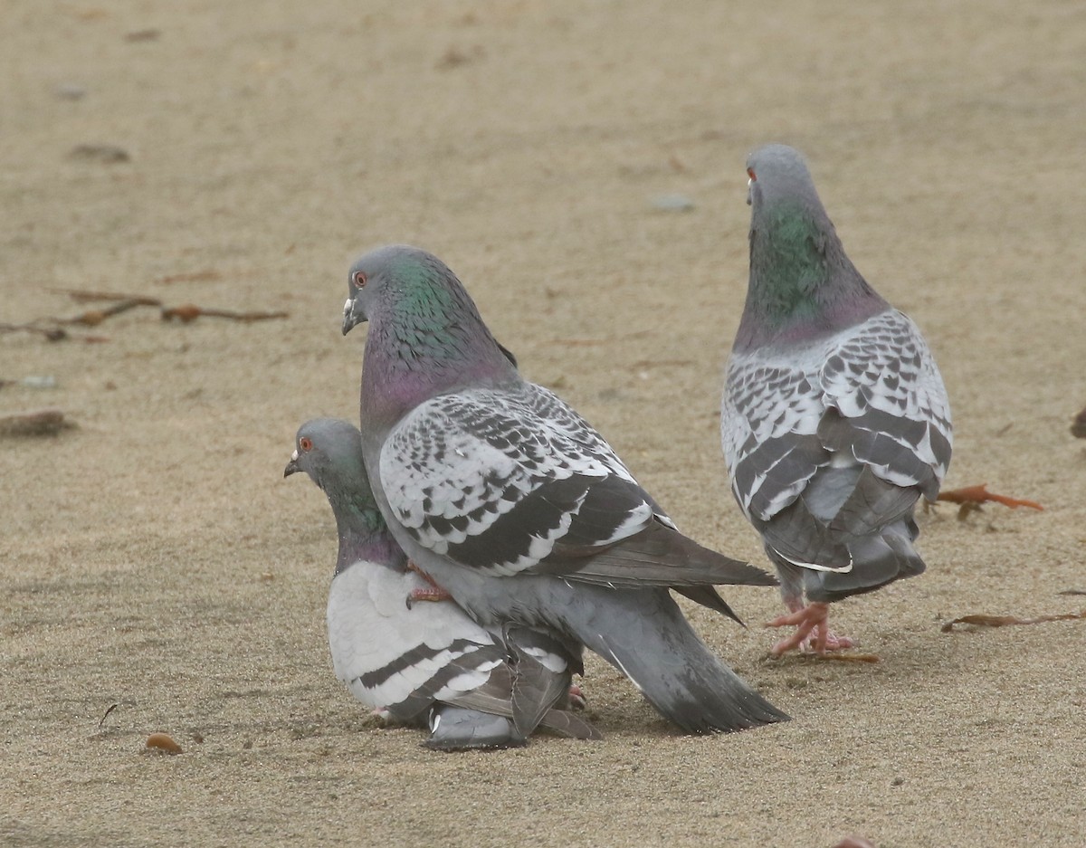 Rock Pigeon (Feral Pigeon) - ML437923851