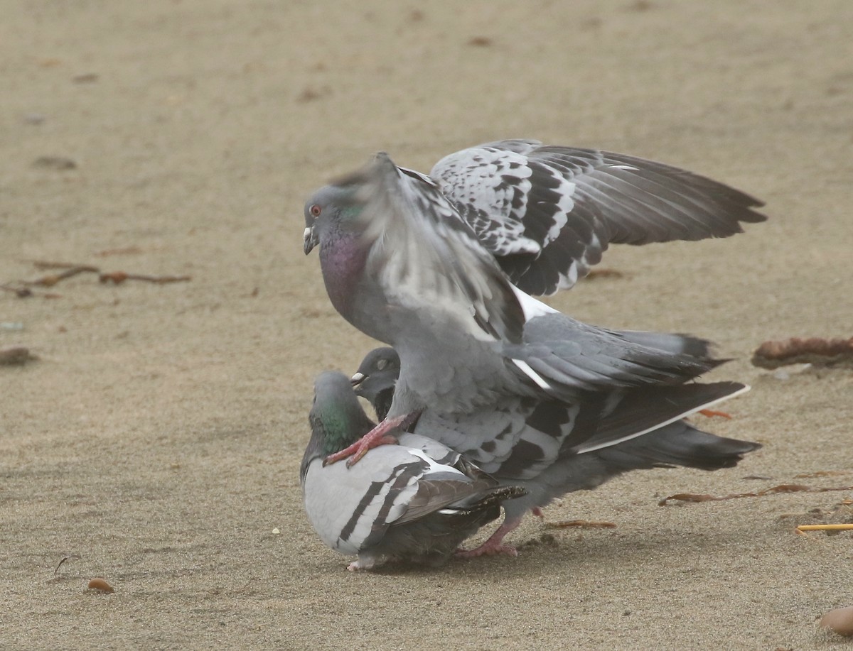 Rock Pigeon (Feral Pigeon) - ML437923861