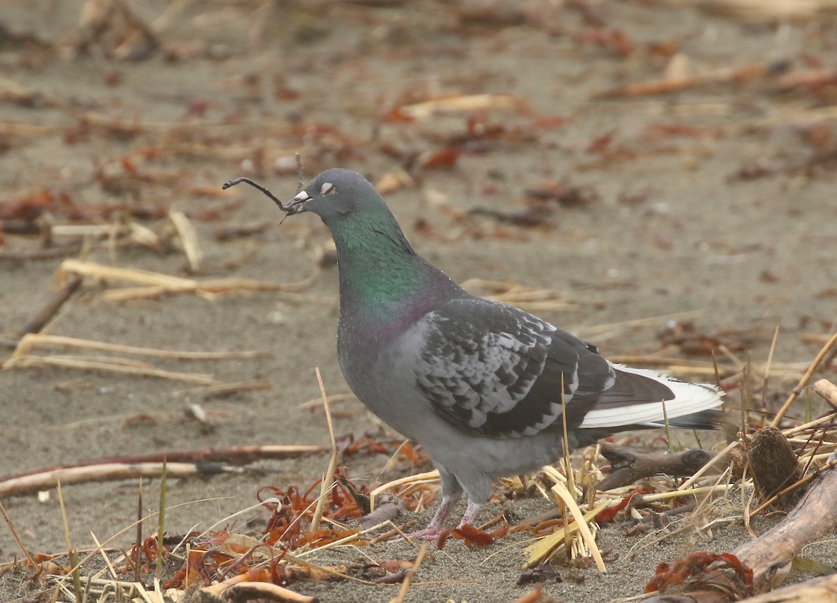 Rock Pigeon (Feral Pigeon) - ML437923871