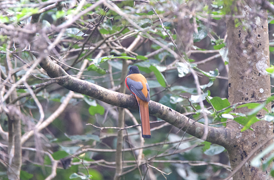 Malabar Trogon - ML43792401