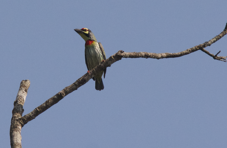 Coppersmith Barbet - ML43792471