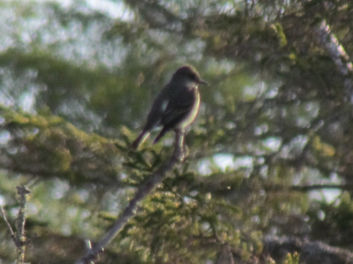 Olive-sided Flycatcher - Michel Turcot