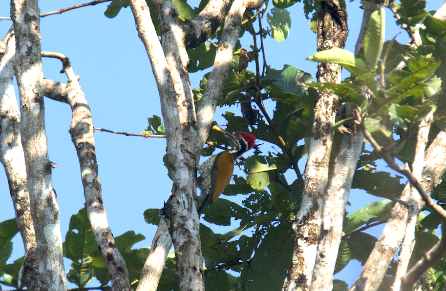 Greater Flameback - ML43792621