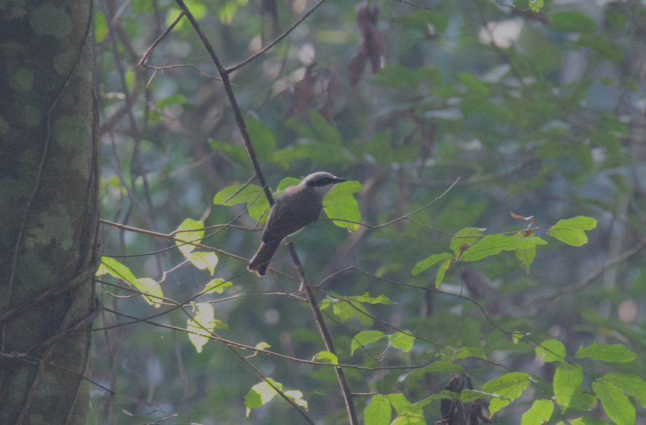 Large Woodshrike - Ashis Kumar  Pradhan