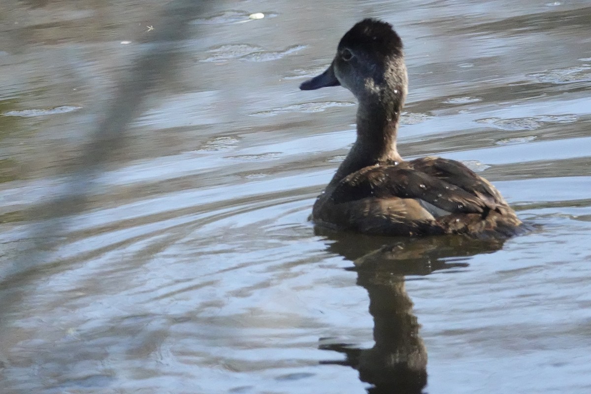 Ring-necked Duck - Cynthia Ehlinger