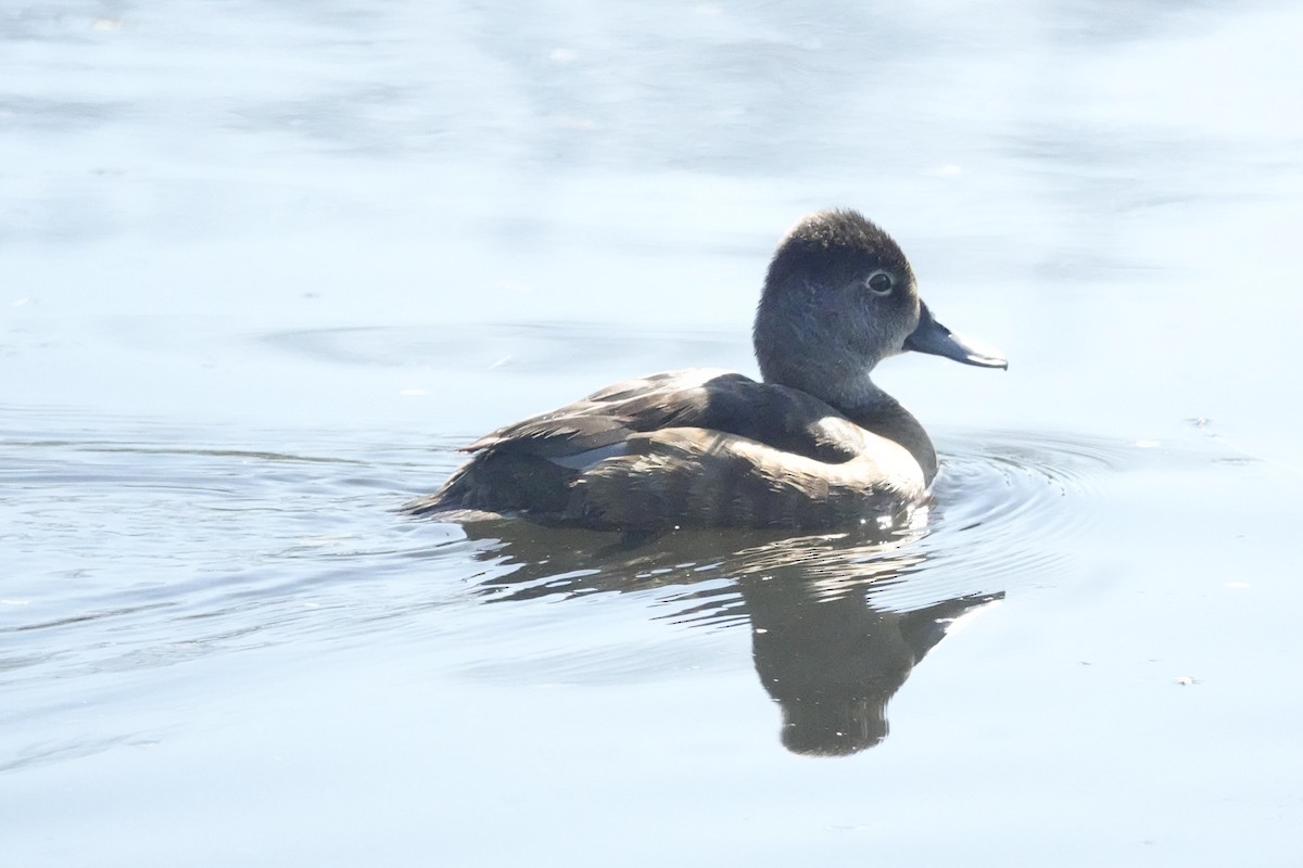 Ring-necked Duck - ML437927951