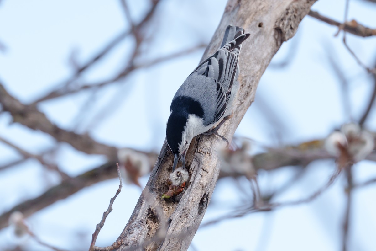White-breasted Nuthatch - ML437929601