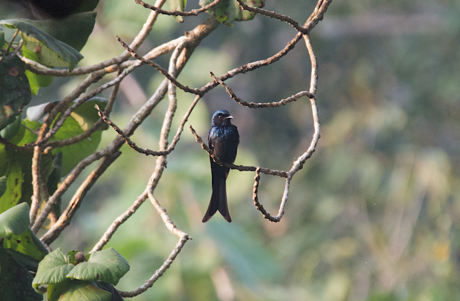 Bronzed Drongo - ML43792961