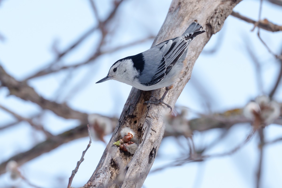 White-breasted Nuthatch - ML437929611