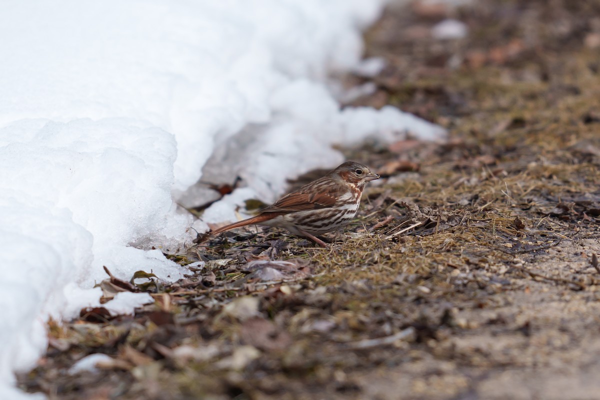 Fox Sparrow - ML437929861