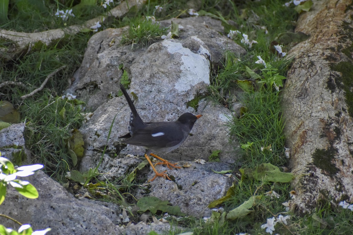 White-chinned Thrush - ML437930961