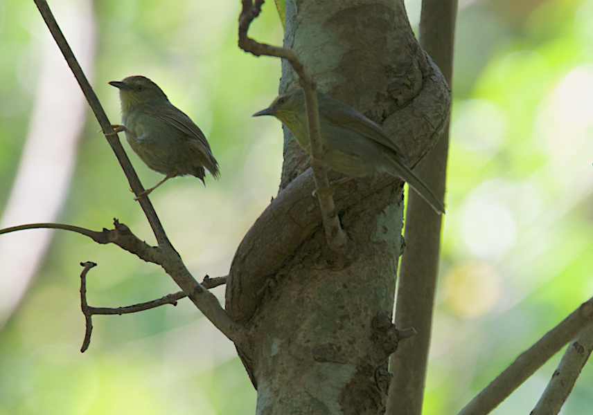 Pin-striped Tit-Babbler - Ashis Kumar  Pradhan