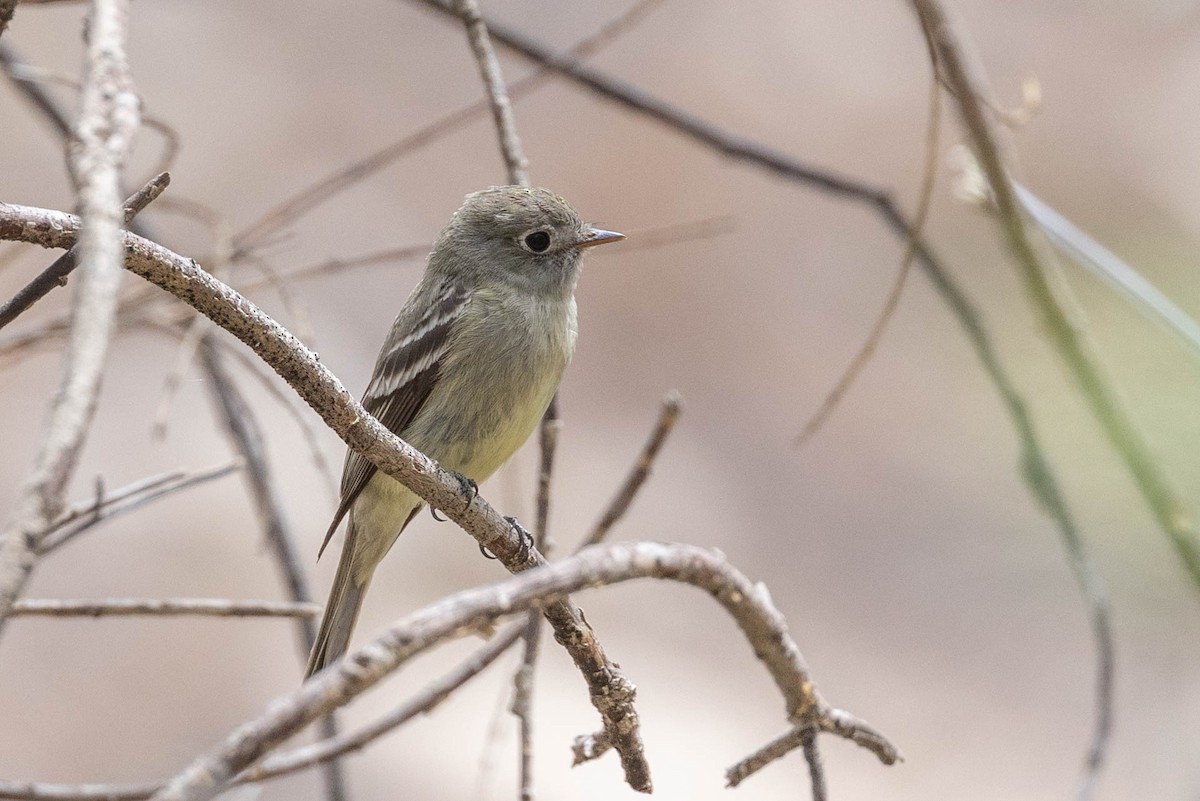 Hammond's Flycatcher - Linda McNulty