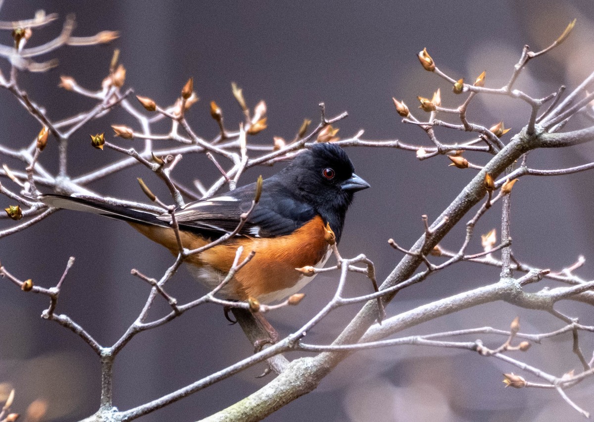 Eastern Towhee - ML437931631