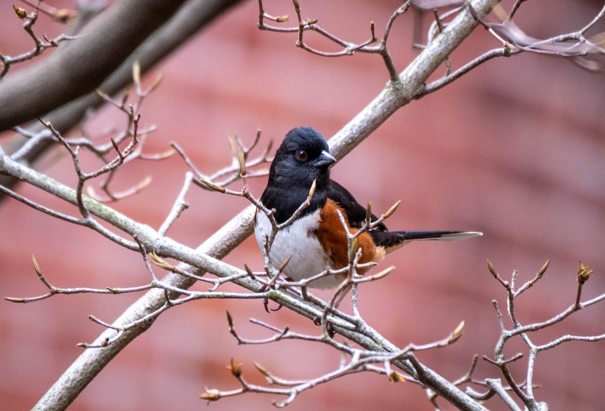 Eastern Towhee - ML437931641