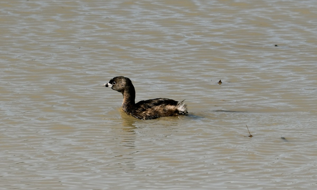 Pied-billed Grebe - ML437932211