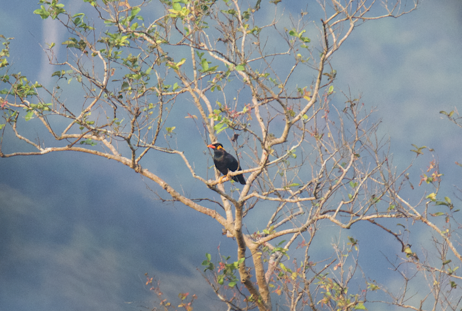 Common Hill Myna - Ashis Kumar  Pradhan