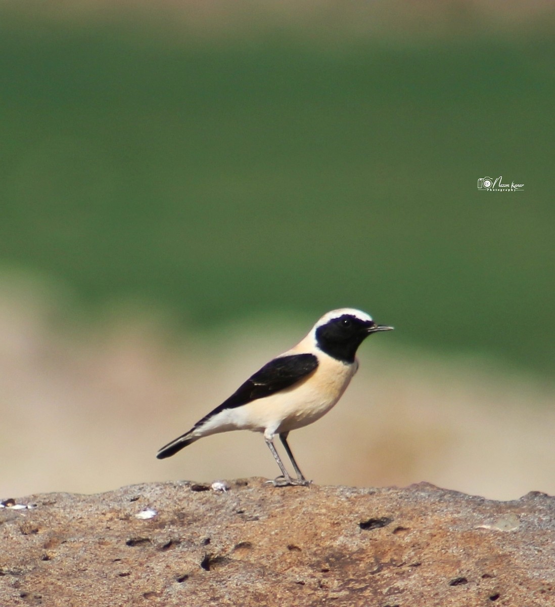 ub. steinskvett (Oenanthe sp.) - ML437932541