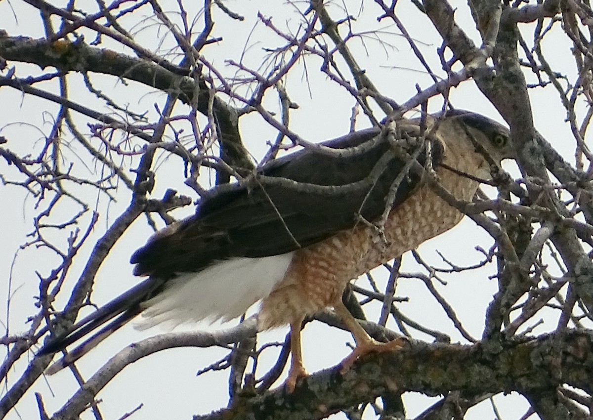 Cooper's Hawk - ML437932621