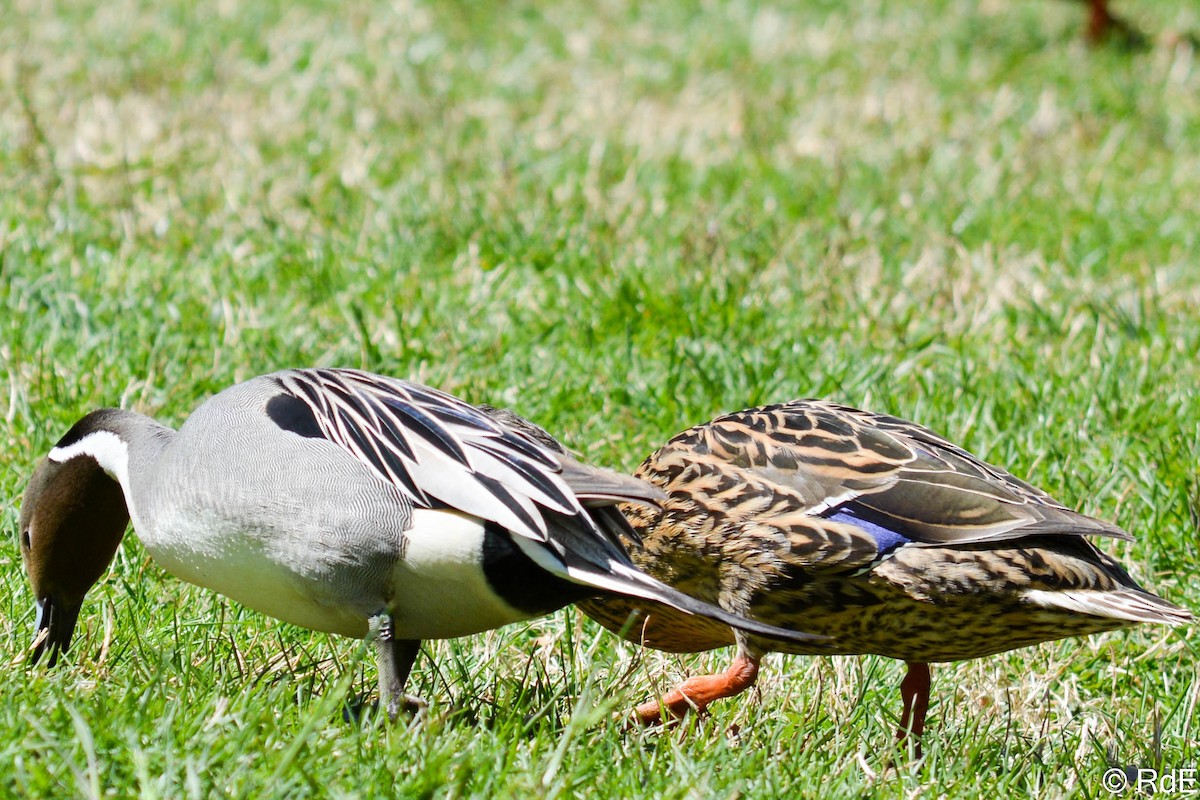 Northern Pintail - ML437932861