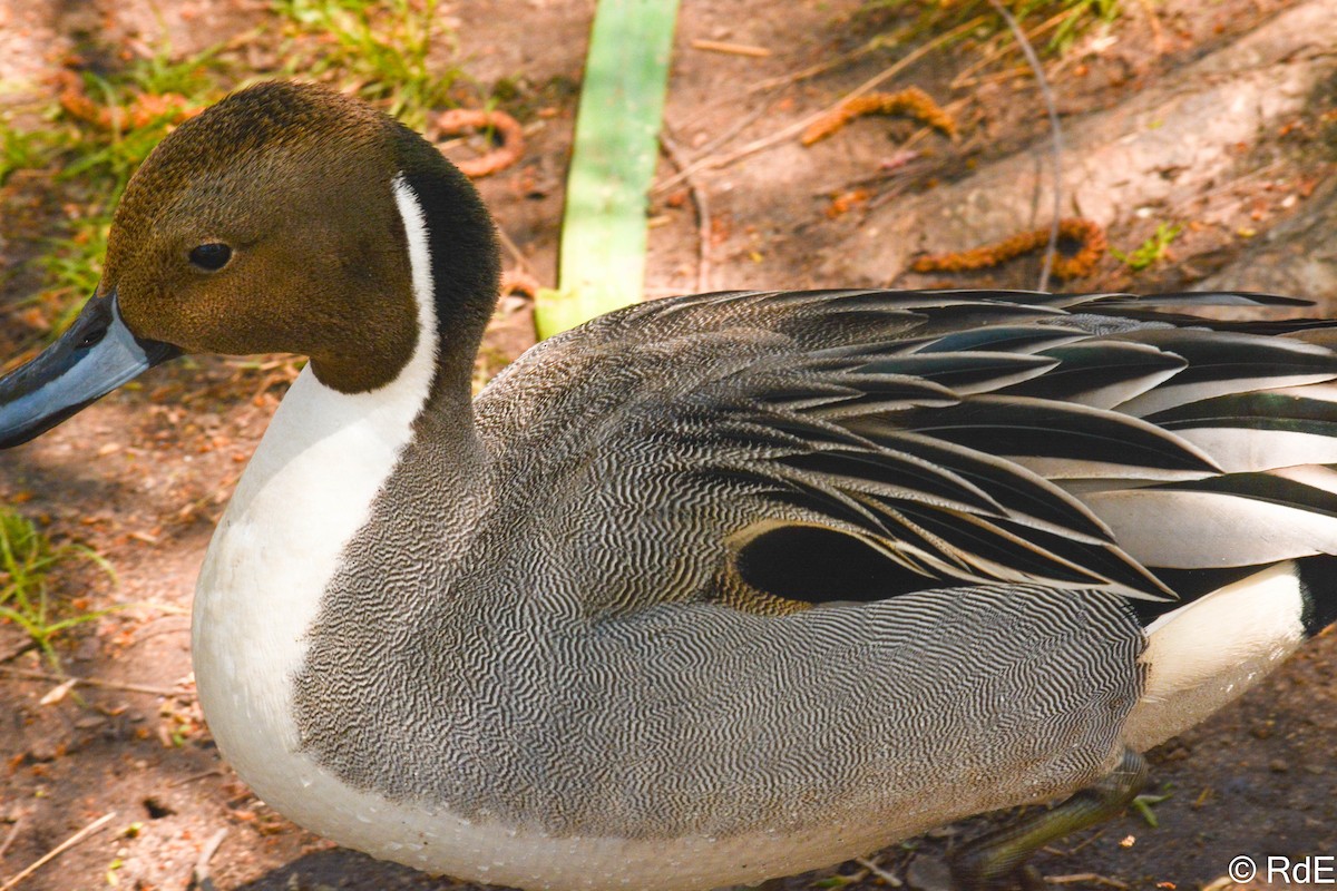 Northern Pintail - ML437932921