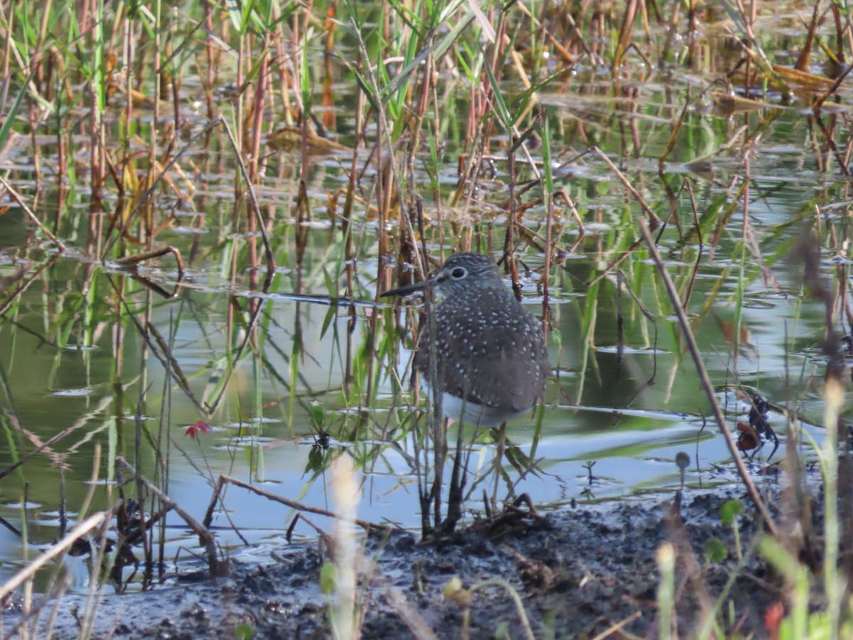 Solitary Sandpiper - Faith Jones