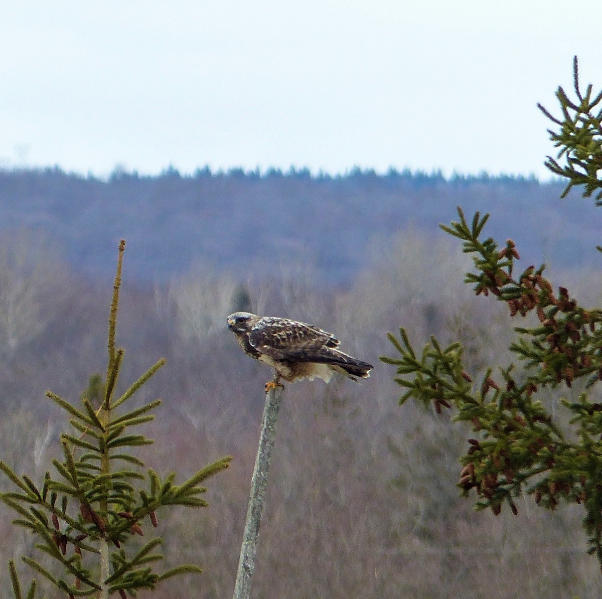 Raufußbussard - ML437933871