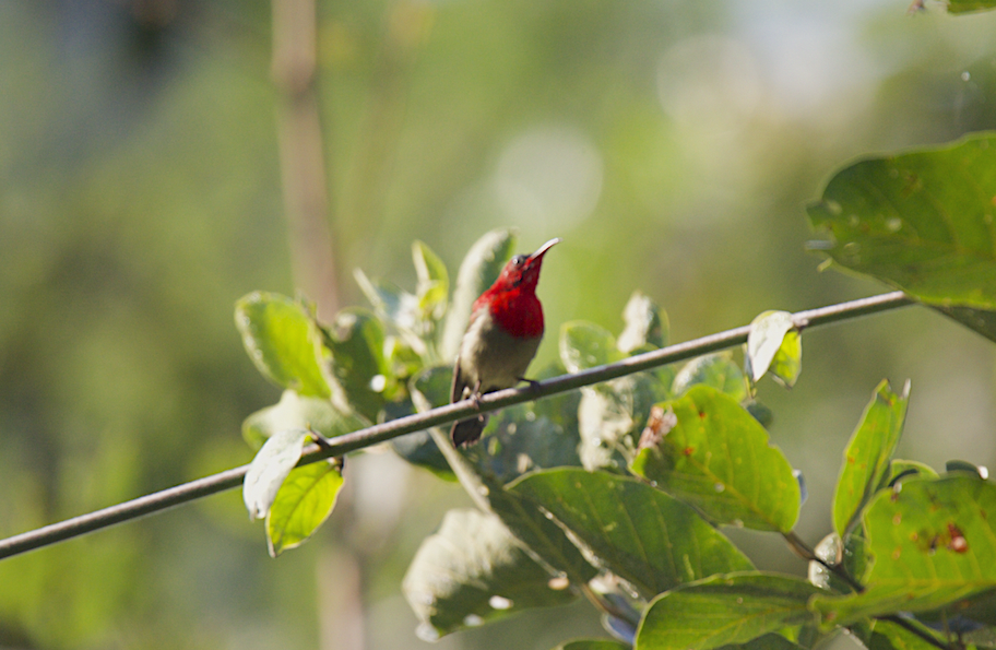 Crimson Sunbird - ML43793401