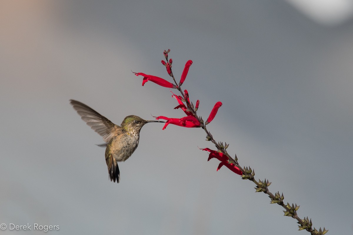 Calliope Hummingbird - Derek Rogers