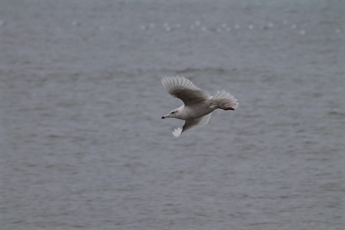 Glaucous Gull - Greg Lawrence