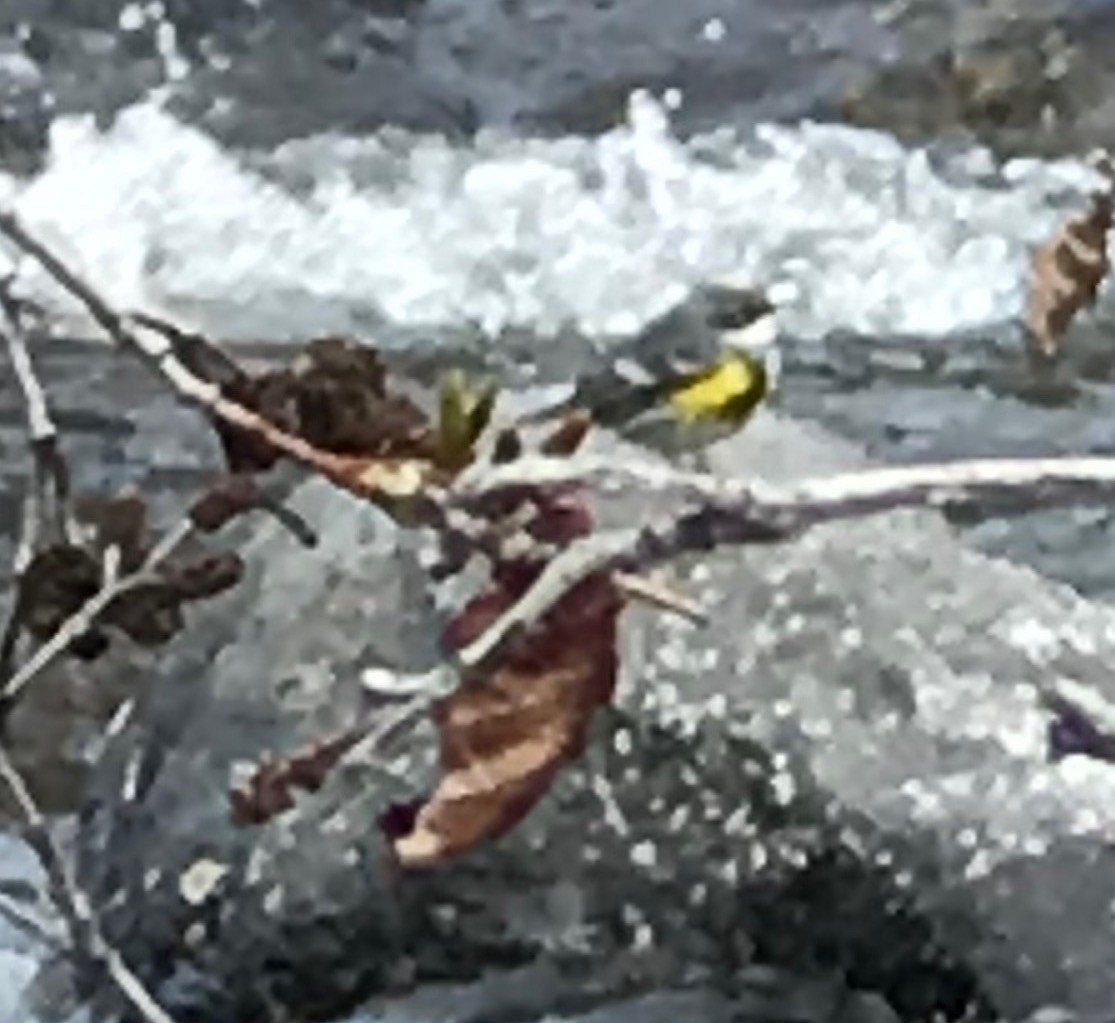 Yellow-rumped Warbler (Myrtle) - ML437935871