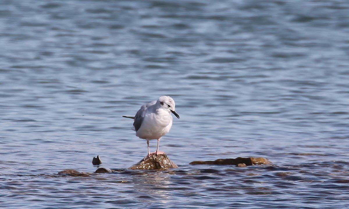 Bonaparte's Gull - ML437936601