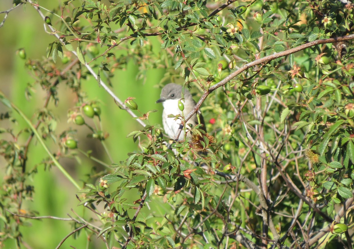 Western Orphean Warbler - Víctor Salvador Vilariño