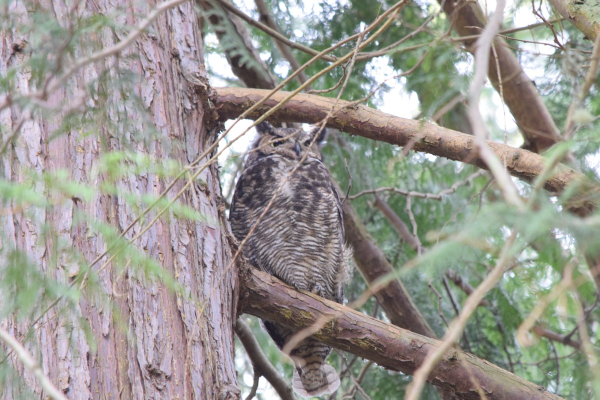 Great Horned Owl - ML437936911