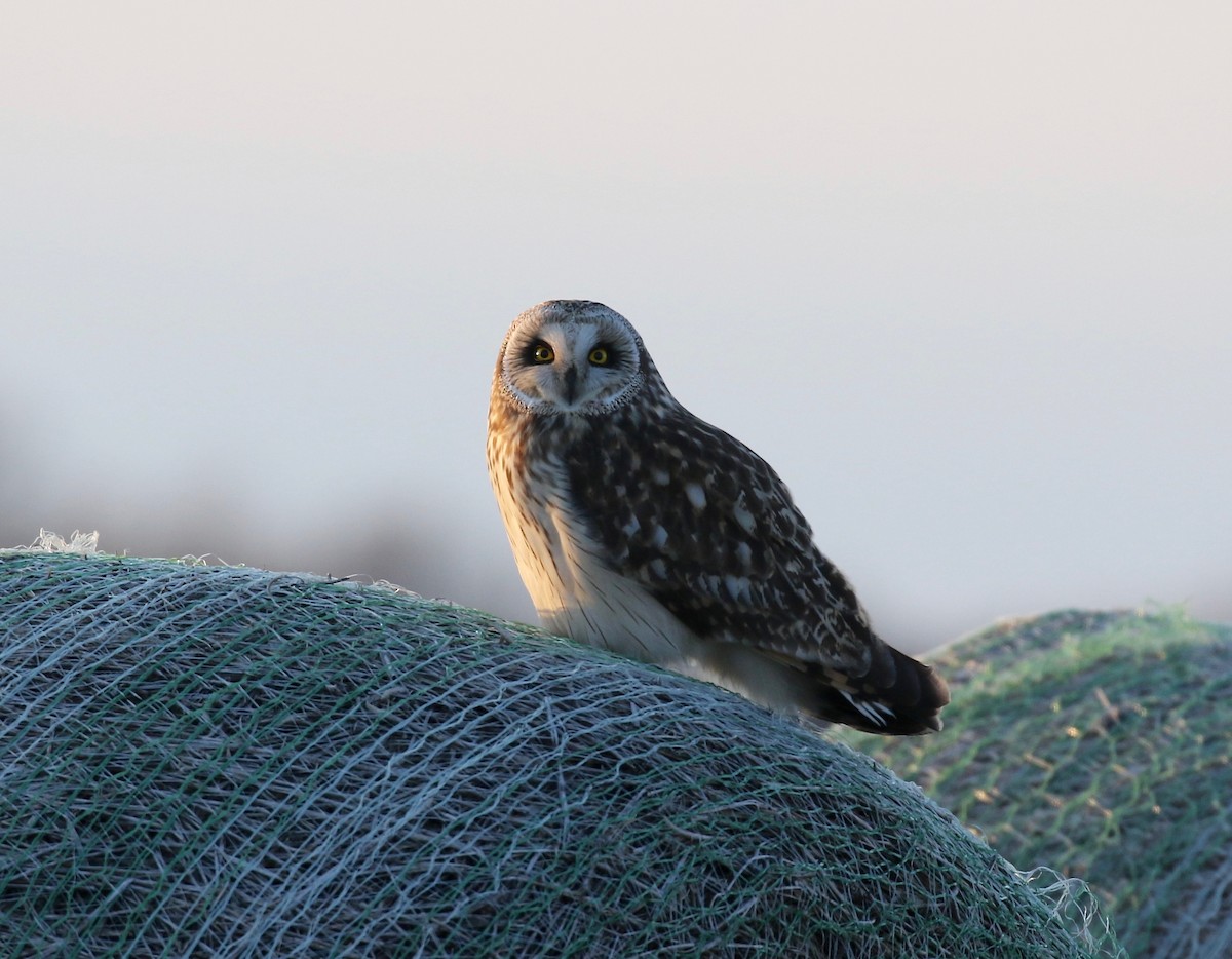 Short-eared Owl - Sandy Vorpahl