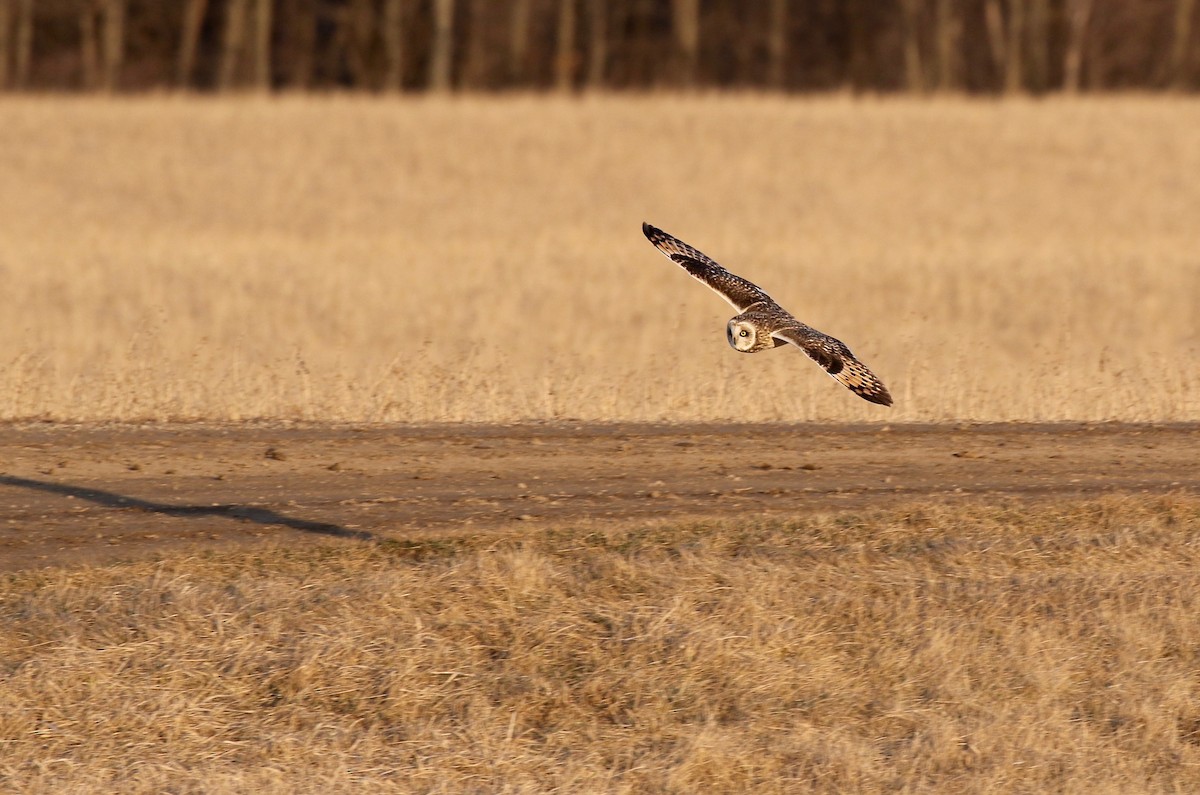 Short-eared Owl - Sandy Vorpahl