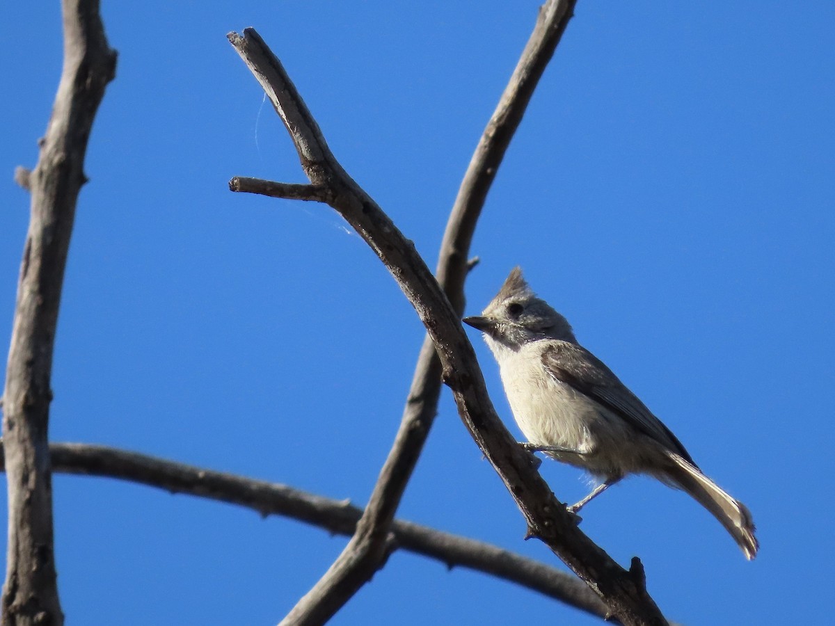 Juniper Titmouse - ML437940651