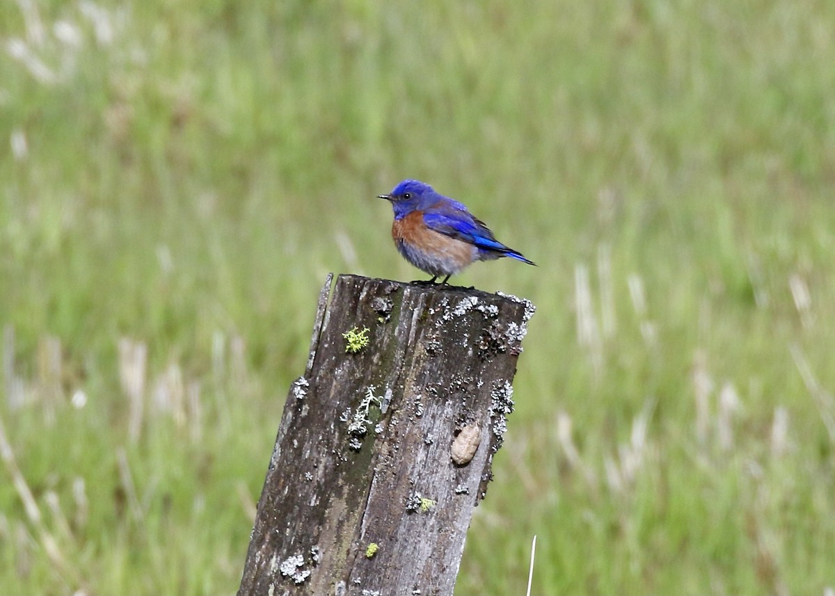 Western Bluebird - ML437942461