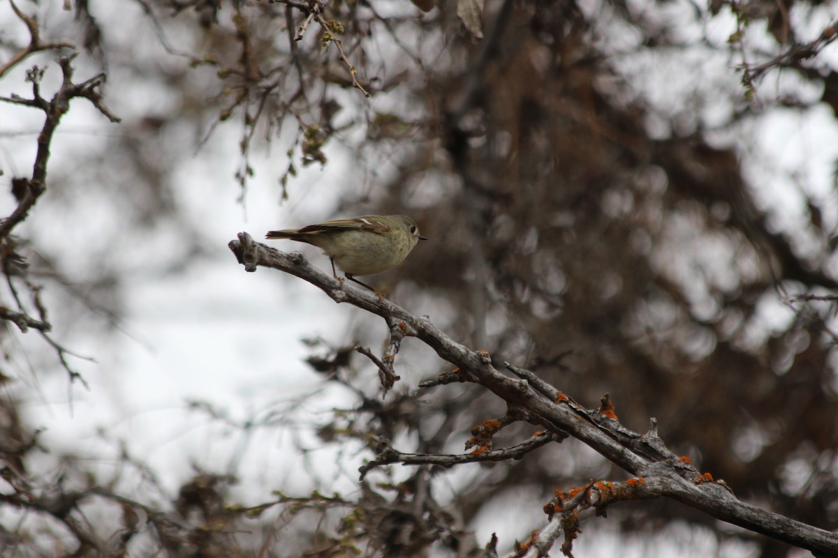 Ruby-crowned Kinglet - ML437942911