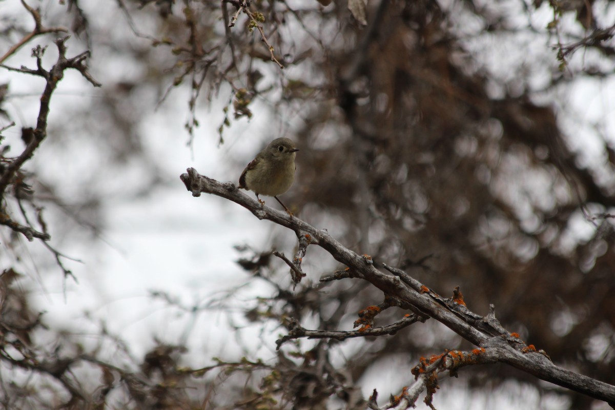 Ruby-crowned Kinglet - ML437942971