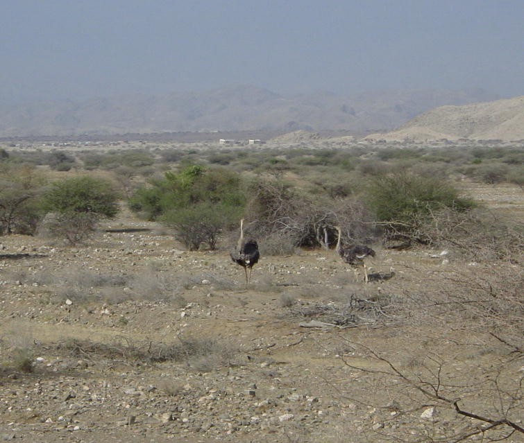 Common Ostrich - Jack (Ardent Plover) Doutrich
