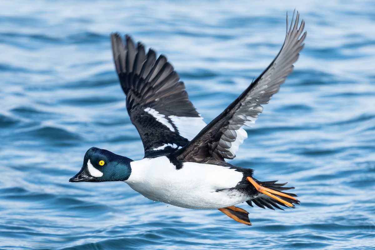 Barrow's Goldeneye - ML437943581