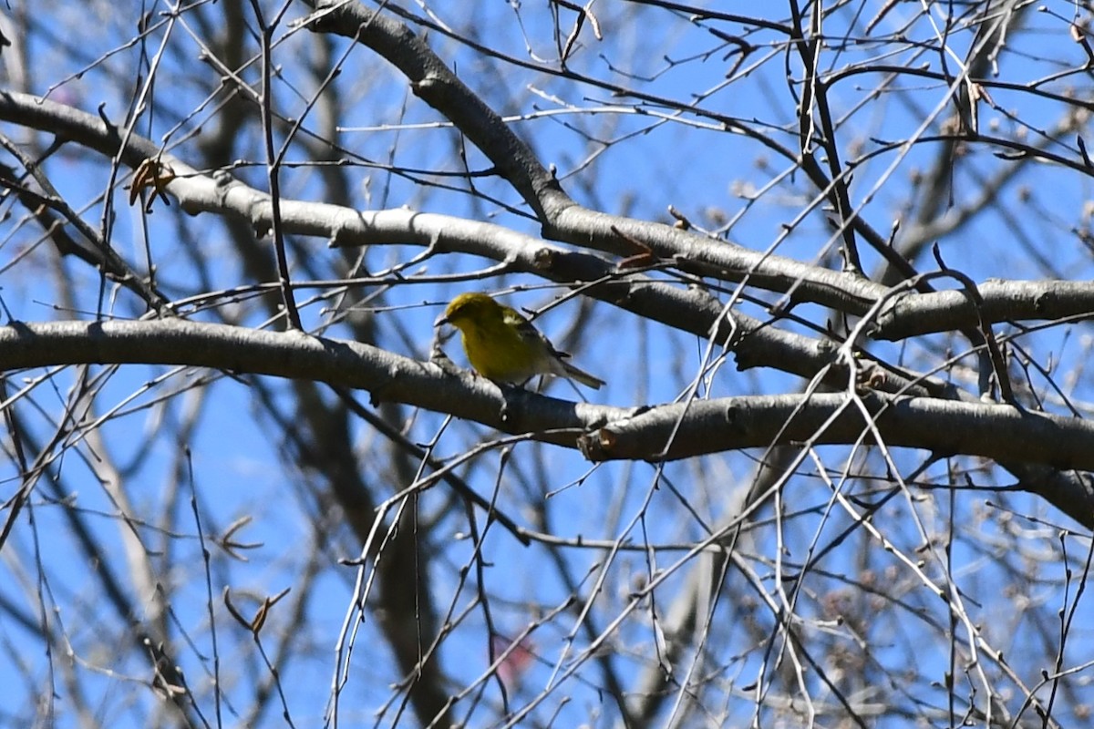 Pine Warbler - Brian Kenney